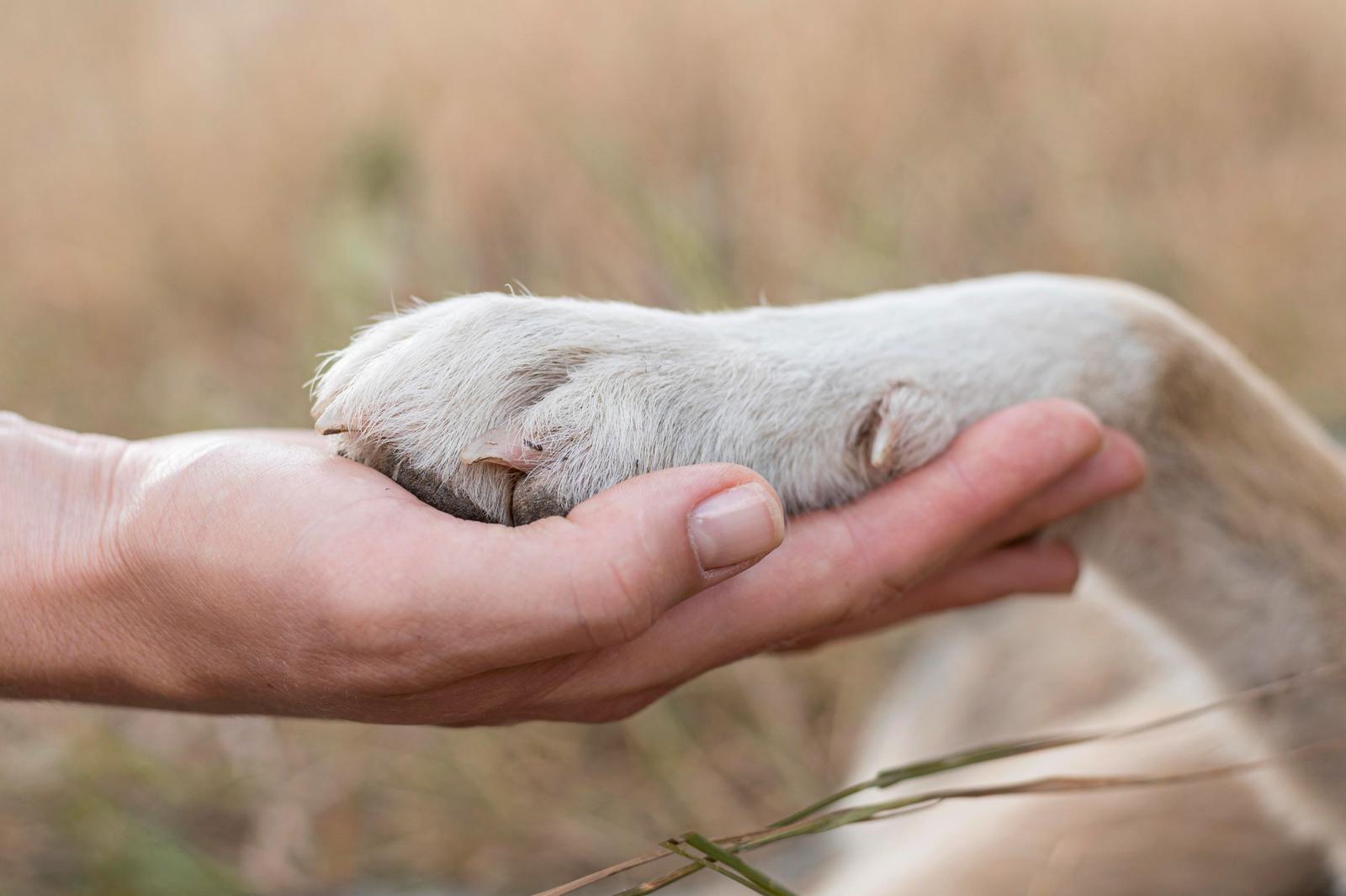 side-view-of-person-holding-dog-s-paw2.jpg